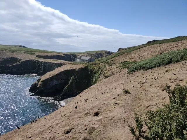 The Skomer Island office building above the cliffs at North Haven, with seabirds dotted across the grassy slope down to the sea