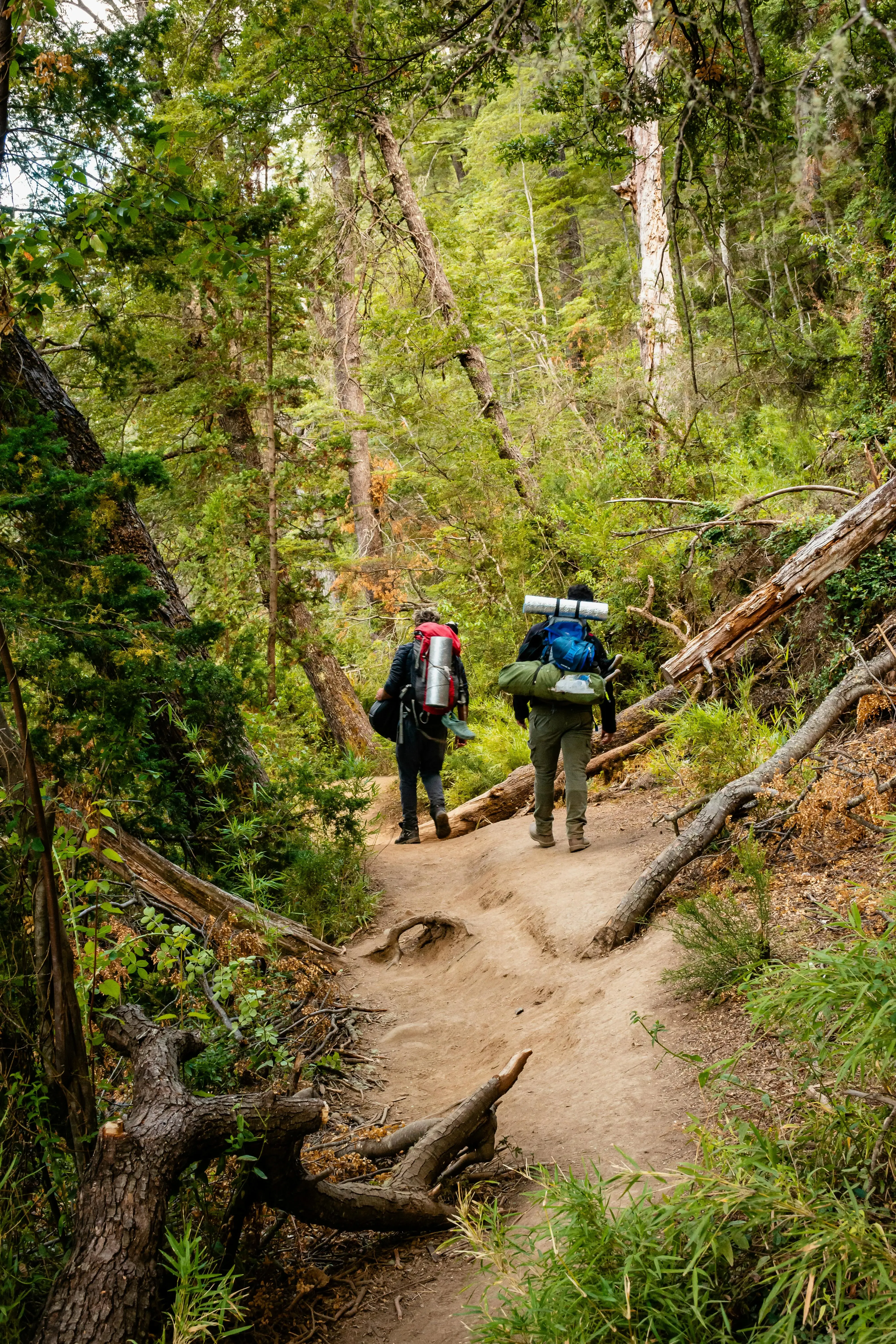 Greenery and forest surounding hikers